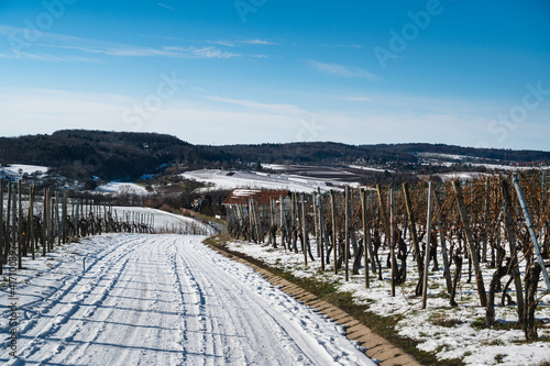 A beautiful shot of a snowy vineyard road with a blue sky in the background © Matthias