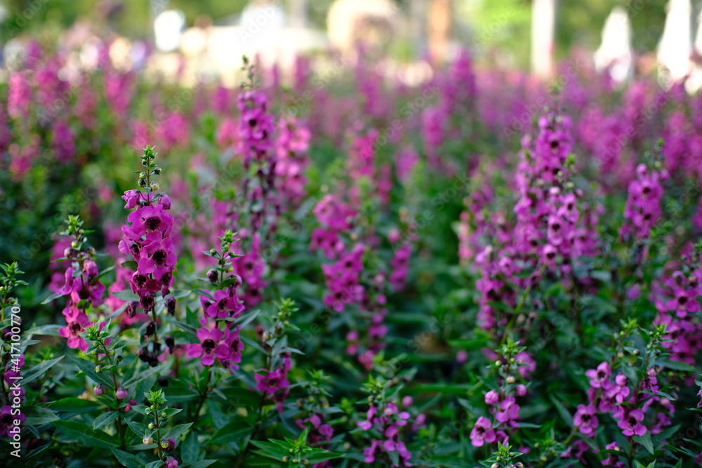 Beautiful nature Pinks flower  in nature garden.