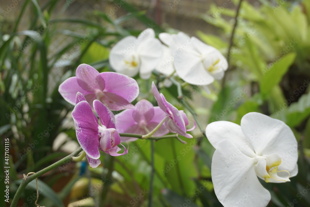 Obraz premium Beautiful orchids with a natural background