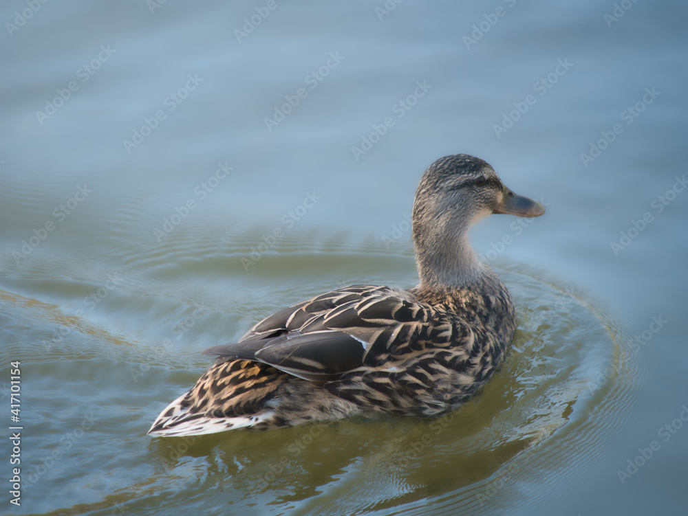 Fototapeta premium Canard