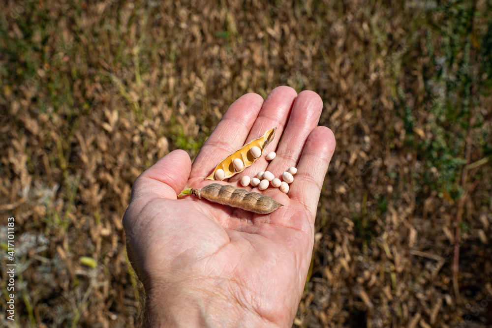 Anbau von Eiweispflanzen in Deutschland - hier erntereife Lupinen. Anbau von Eiweispflanzen in Deutschland - hier erntereife Lupinen.