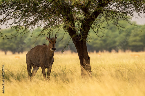 male nilgai or blue bull or Boselaphus tragocamelus Largest Asian antelope head on in shade of a tree in an open field with an eye contact in dry deciduous forest of central india