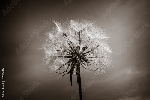 Dandelion flower silhouette over a blue sky. Black and White