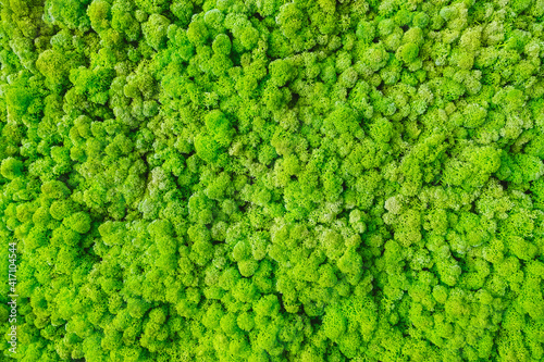 Amazing natural texture of reindeer moss. Decoration made of lichen Cladonia ...