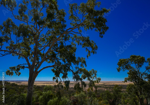 Fototapeta Naklejka Na Ścianę i Meble -  Large gum tree in the foreground on jump up between Winton and Longreach. Clear blue sky with horizon in the background.