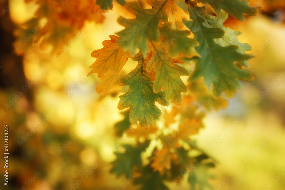 Fresh green oak tree leaves over white background. Natural close-up vertical photo with selective focus Fresh green oak tree leaves over white background. Natural close-up vertical photo with selective focus