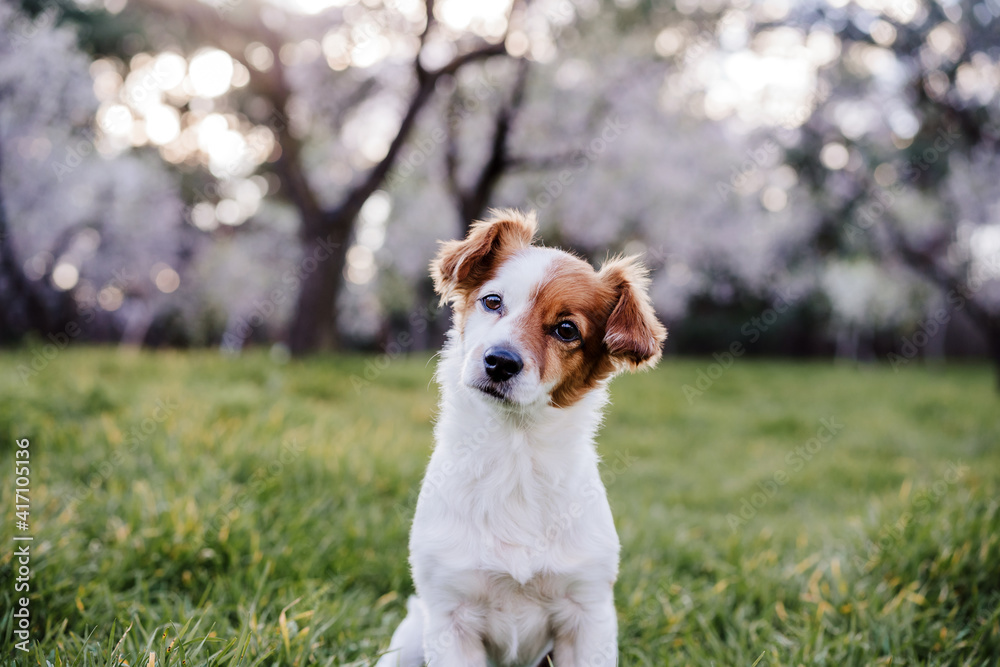 portrait of beautiful jack russell dog in park at sunset. Blossom and springtime