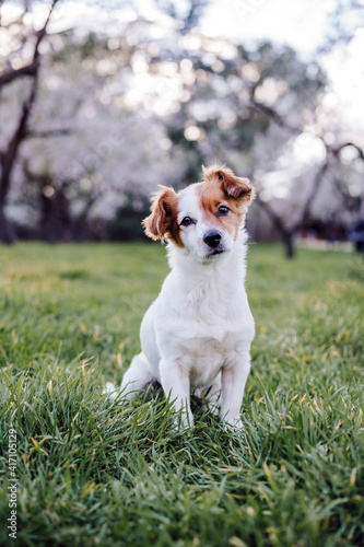 portrait of beautiful jack russell dog in park at sunset. Blossom and springtime