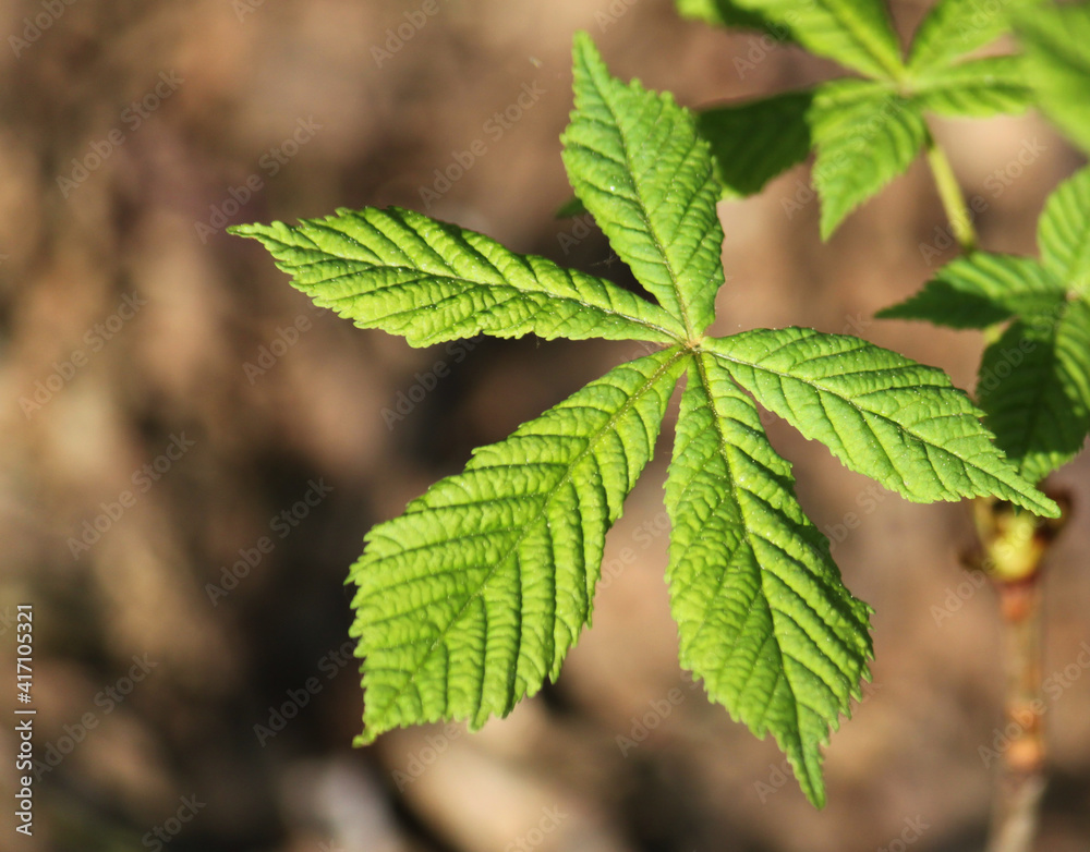 fresh spring new chestnut leaves close-up
fresh spring new chestnut leaves close-up