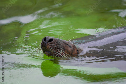 Seal swims in green water. Only a nose with a mustache sticks out from the water. Selective focus.