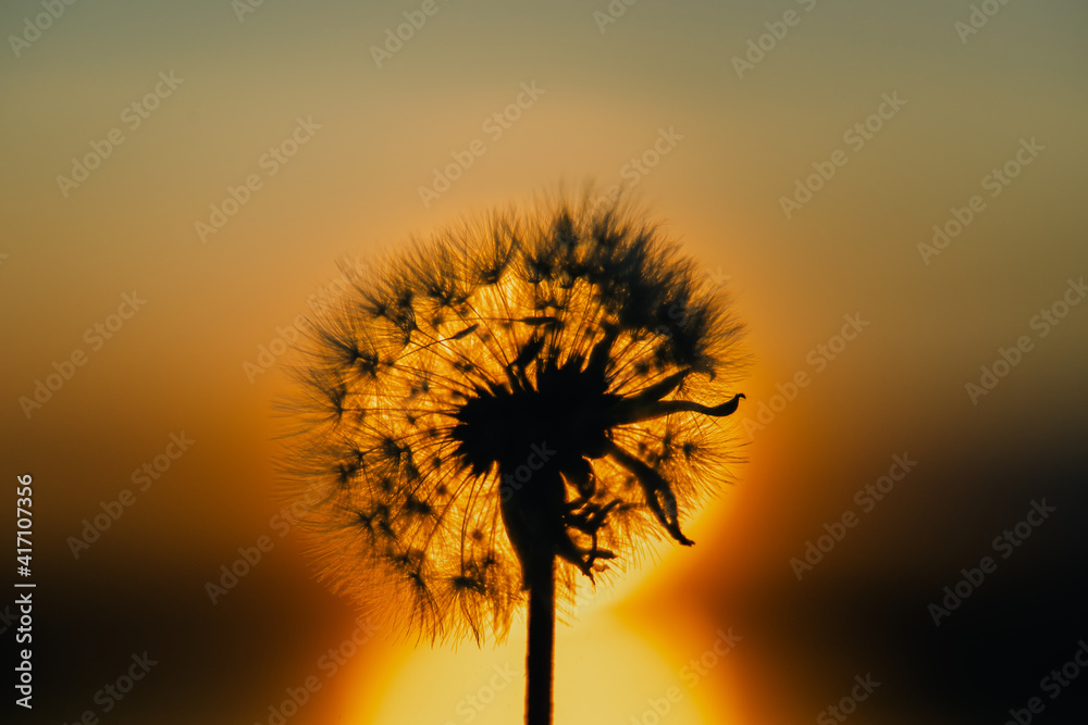 Closeup view stock photography of black silhouette of one single beautiful fluffy dandelion flower isolated at gold dark sunrise or sunset sky background