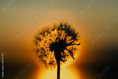 Closeup view stock photography of black silhouette of one single beautiful fluffy dandelion flower isolated at gold dark sunrise or sunset sky background