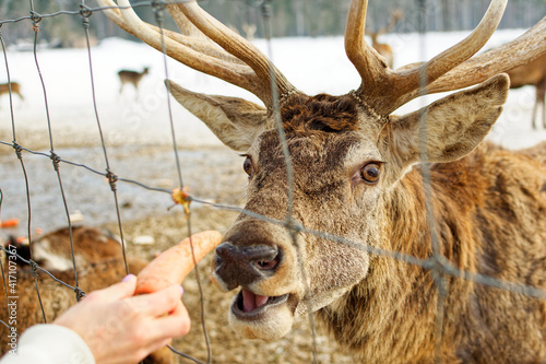Deer head close-up behind the fence. Deer eats carrots