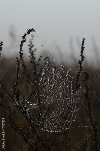 Cobweb in dew drops between a stems of common mugwort (Artemisia vulgaris) on a cold misty autumn morning, close-up