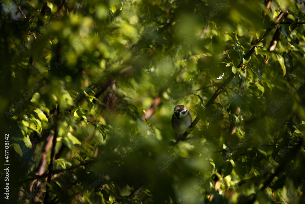 a sparrow sitting on the branches of a green tree. Passer domesticus camouflaged among the leaves early in the morning a sparrow sitting on the branches of a green tree. Passer domesticus camouflaged among the leaves early in the morning
