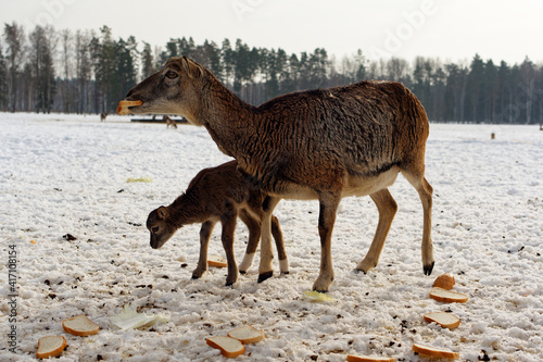 Roe deer and her little cub eat bread from the snow