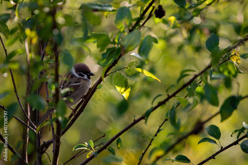 a sparrow sitting on the branches of a green tree. Passer domesticus camouflaged among the leaves early in the morning 