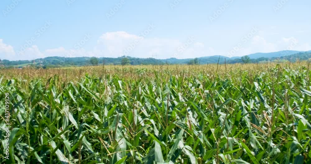 4k Panoramic view of of young corn field in agricultural garden on big field