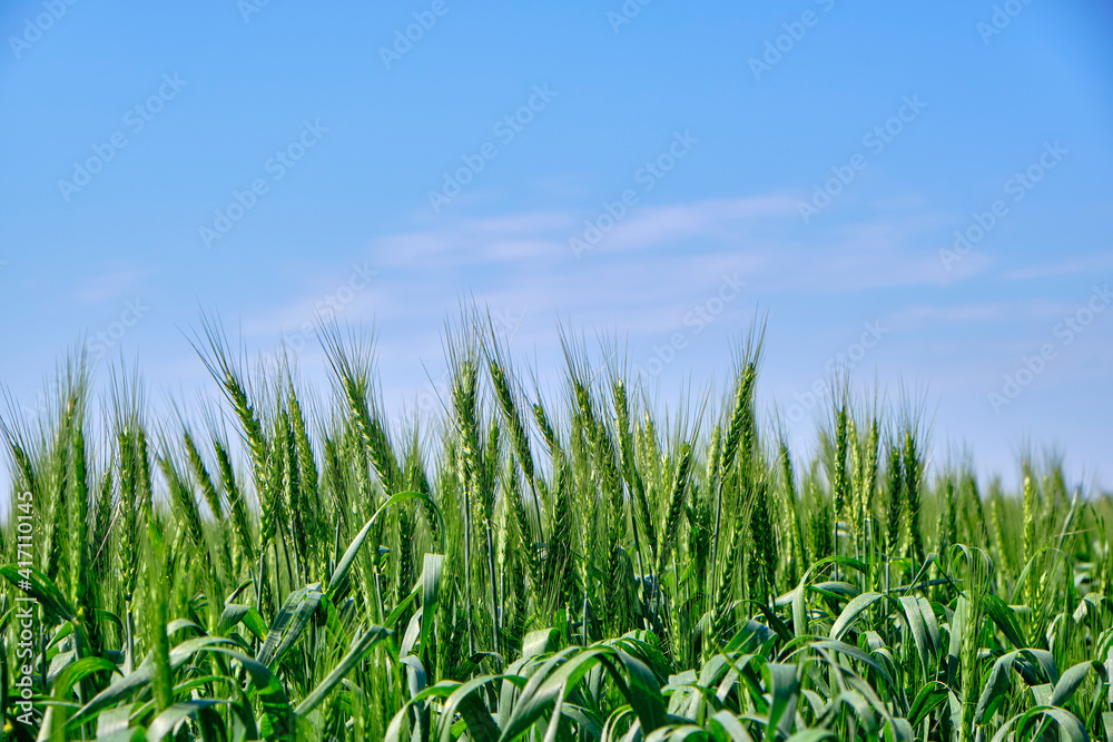 green wheat and blue sky