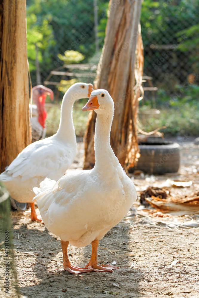 Obraz premium White female goose is stay in garden
