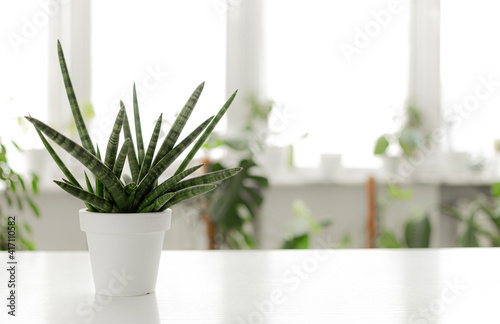 Sansevieria cylindrica in pot on white background