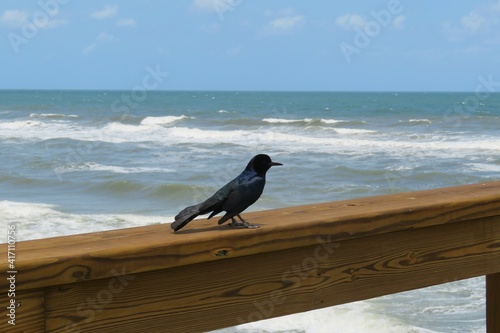 Boat-tailed grackle on the pier in Atlantic coast of North Florida