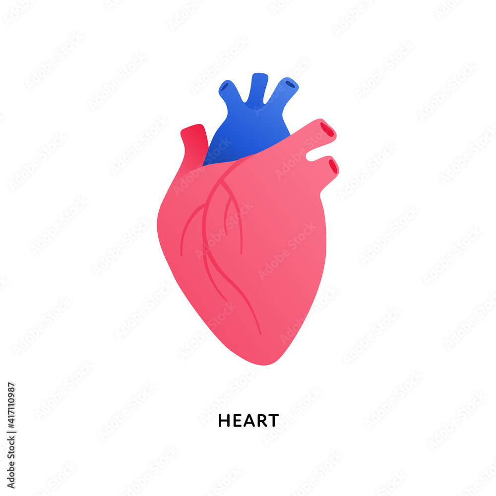 Human organ collection. Vector flat modern anatomical icon color illustration. Red heart isolated on white background. Health care medical sign. Design element for cardiology, medicine, biology. Human organ collection. Vector flat modern anatomical icon color illustration. Red heart isolated on white background. Health care medical sign. Design element for cardiology, medicine, biology.