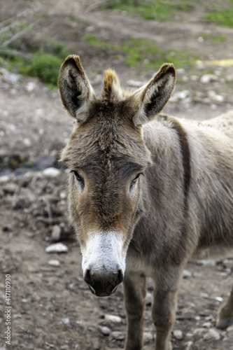 Donkey in stable © celiafoto