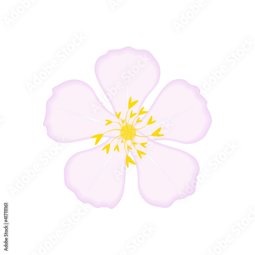 Vector apple tree flower isolated on white background.