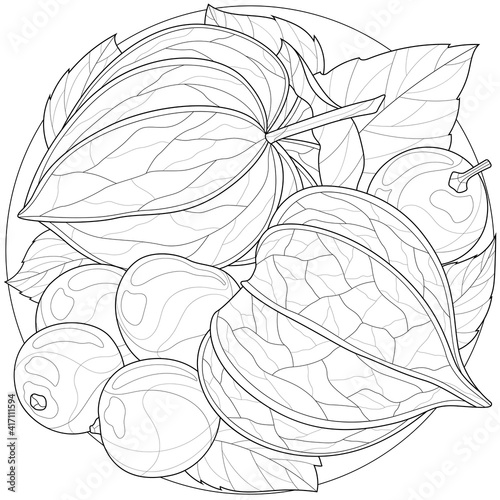 Physalis.Coloring book antistress for children and adults. Illustration isolated on white background.Zen-tangle style.