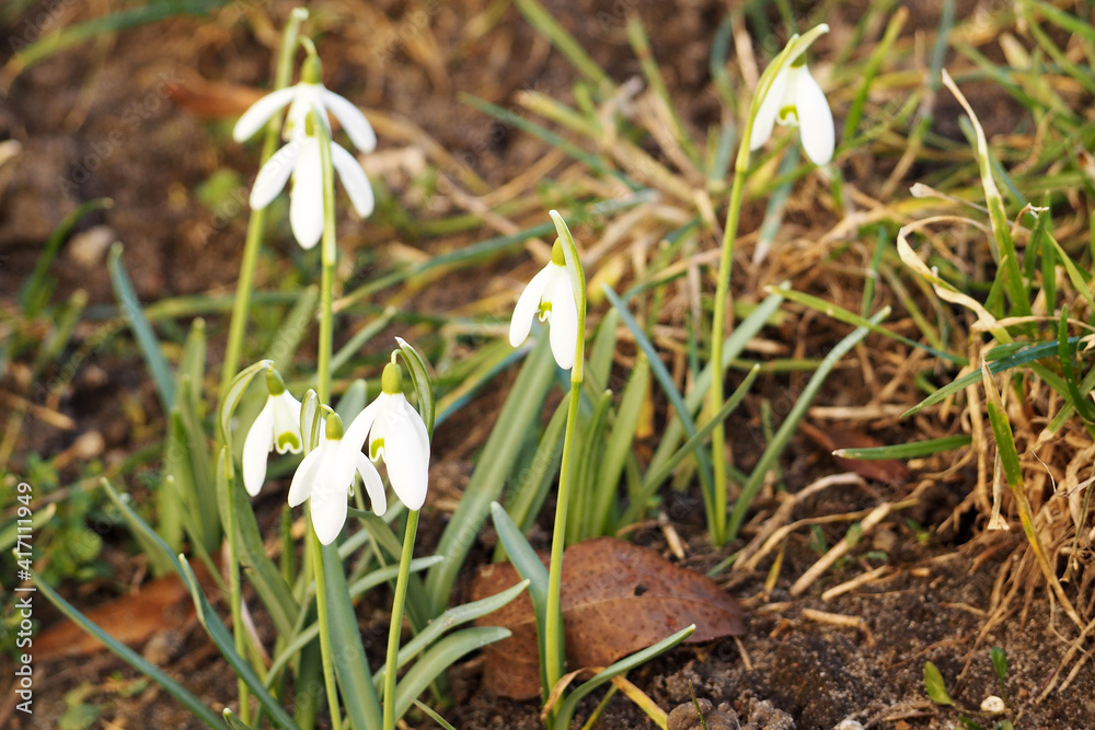 a few small growing snowdrops in early spring . early flowers a few small growing snowdrops in early spring . early flowers