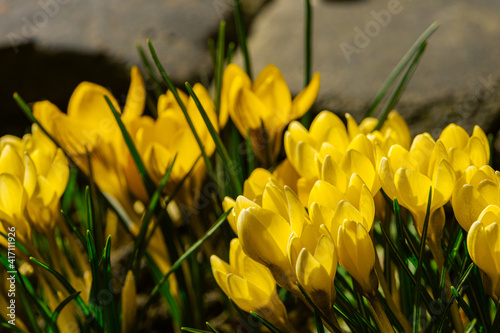 First spring flower of yellow crocuses. Template for postcards, greeting cards and posters.