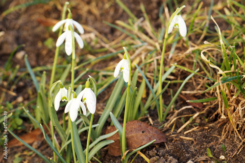 a few small growing snowdrops in early spring . early flowers