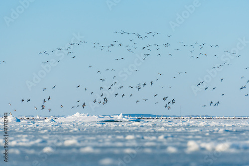 Swarm of seabirds meeting at an icehole in the frozen Baltic sea in Germany