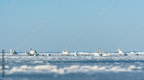 Fototapeta Naklejka Na Ścianę i Meble -  Group of swans swimming in an icehole in the frozen baltic sea in Germany