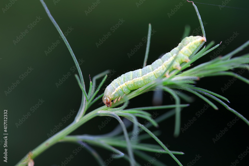 Moth larvae on wild plants, North China Moth larvae on wild plants, North China