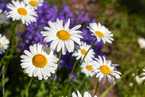 Daisies are blooming in flower bed during sunny summer day having on background violet woodland sage and greenery © Evelyn