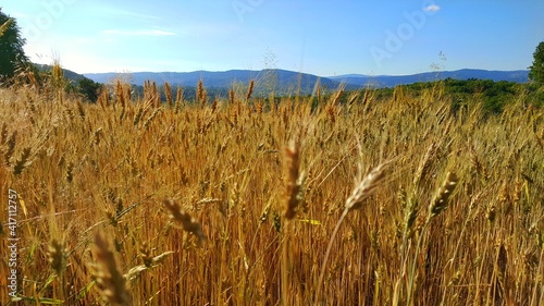 Wheat field on the background of mountains