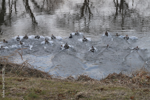 冬の川で水の中へ羽ばたきながら飛び込むヒドリガモの群れ