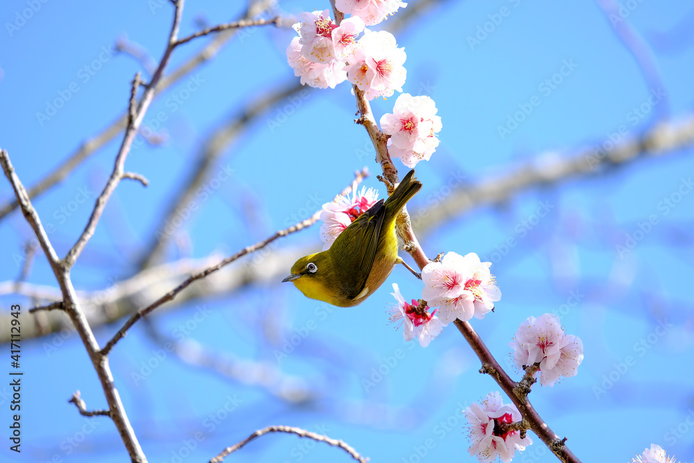 梅の花とメジロ 梅の花とメジロ