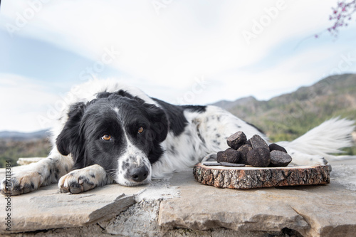 Border Collie black and white rests next to some black truffles. There are some mountains at the back.