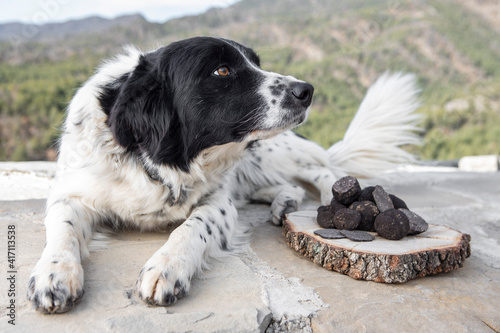 Border Collie black and white rests next to some black truffles. There are some mountains at the back.