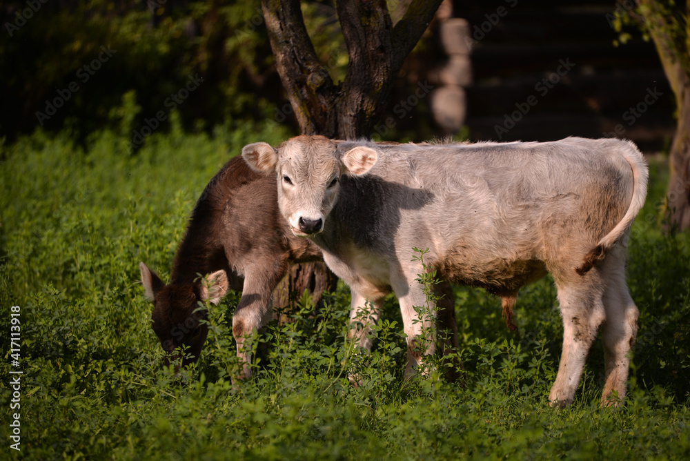 two dairy calves grazing green grass in the wild. young and cute animals from the village farm two dairy calves grazing green grass in the wild. young and cute animals from the village farm