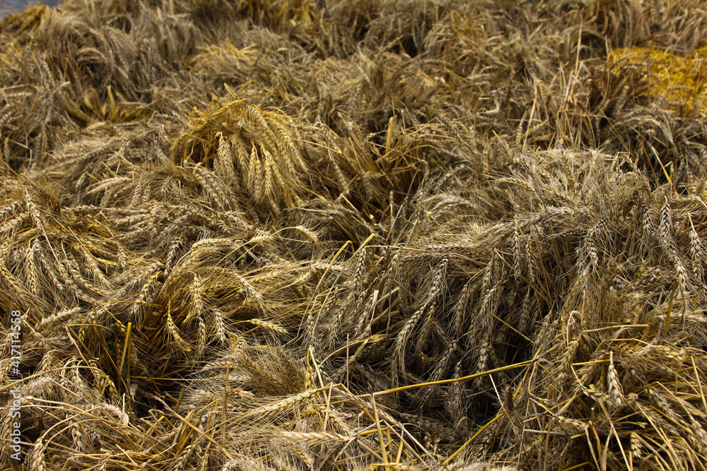 spikelets of rye after harvest