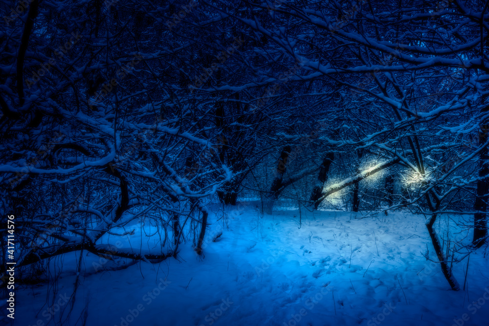 Night in winter forest