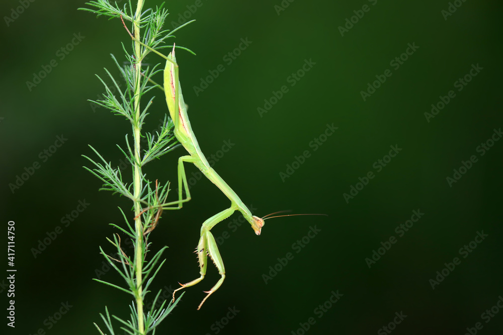 Naklejka premium Mantis inhabits wild plants in North China