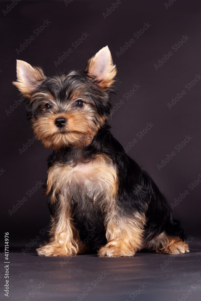 Cute little yorkshire terrier puppy sitting on dark background and looking right to the camera. Funny dog with pretty face expression, copy space. Cute little yorkshire terrier puppy sitting on dark background and looking right to the camera. Funny dog with pretty face expression, copy space.