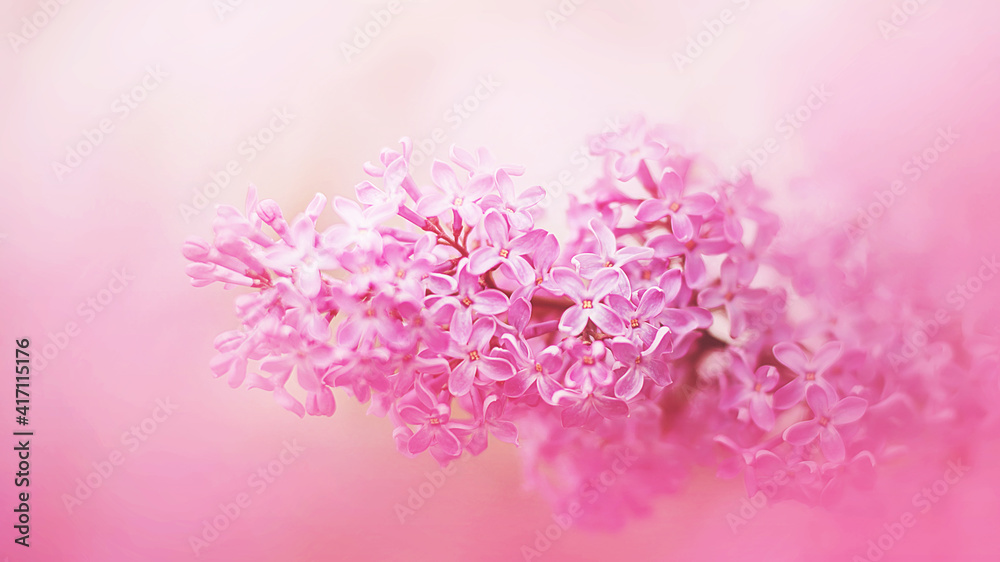 Delicate pink fragrant lilac flowers bloom in late spring on a bright clear day. Romance.
