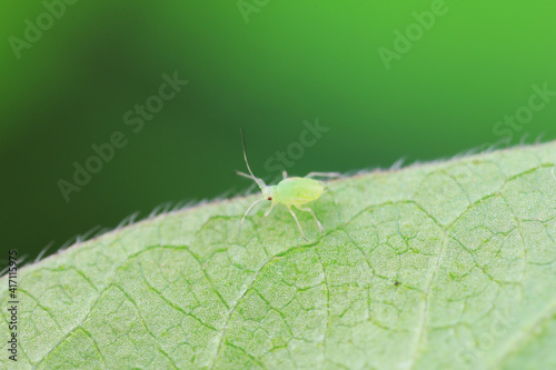 Aphids crawling on wild plants, North China