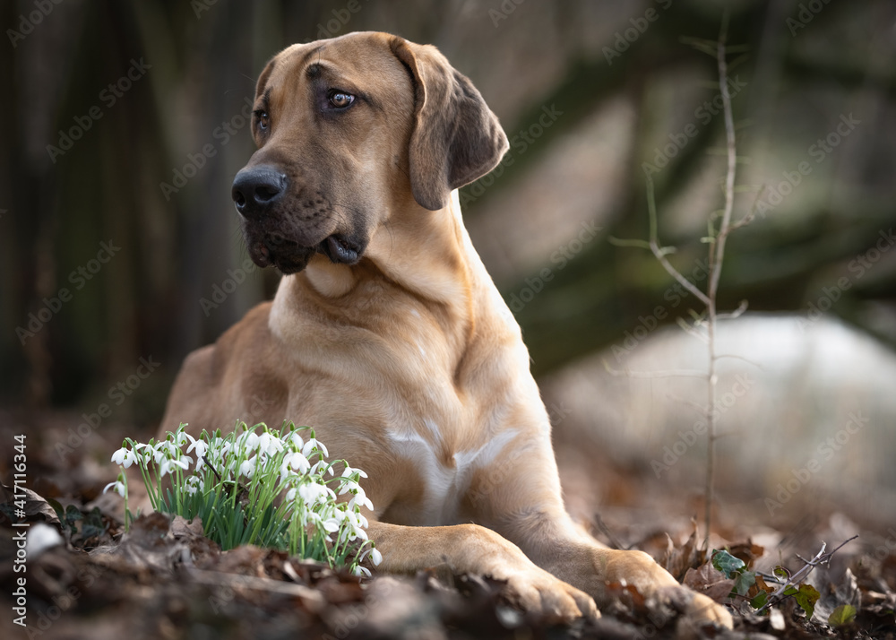 Broholmer Hund liegt im Frühling im Garten vor Schneeglöckchen Stock-foto | Adobe